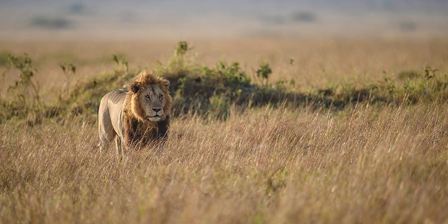 Experiencing a sunrise safari in Nambiti Game Reserve