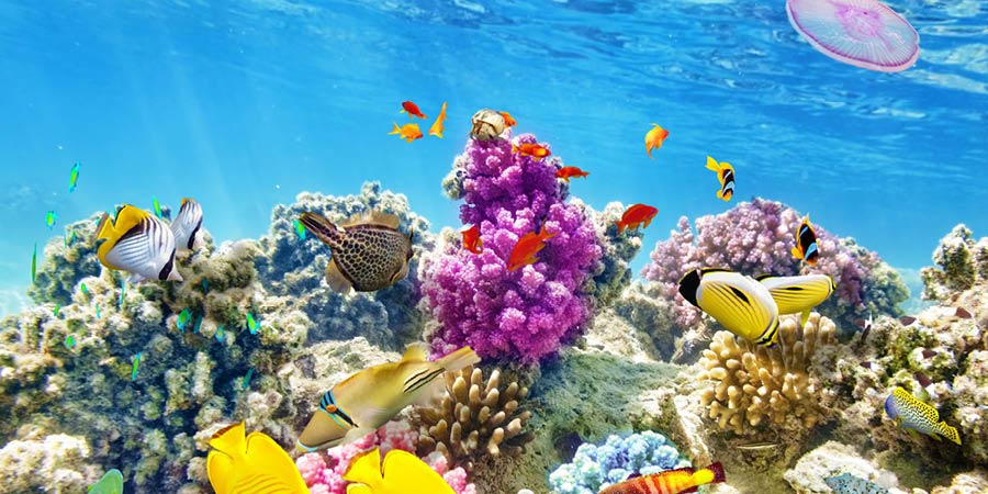 Exploring the World Heritage Great Barrier Reef