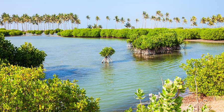 Cruising through the mangroves
