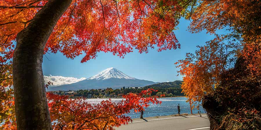 Mount Fuji surrounded by red autumn leaves. 