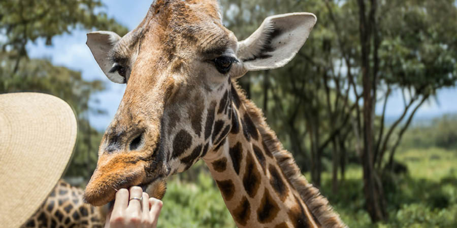 Hand-feeding giraffes at a conservation centre