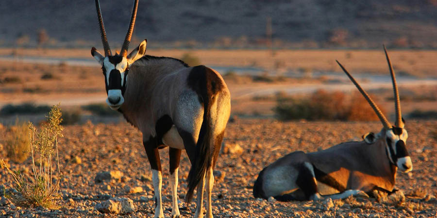 Kenya Game Drive
