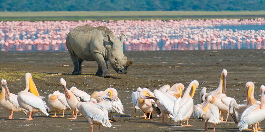 Kenya Game Drive