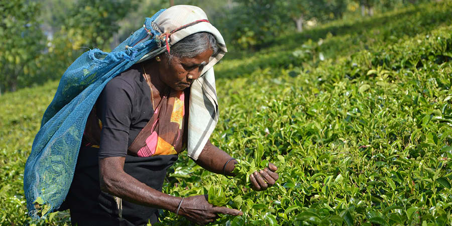Exploring historic tea estates in Munnar and Kandy
