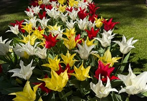 Carol Fountain